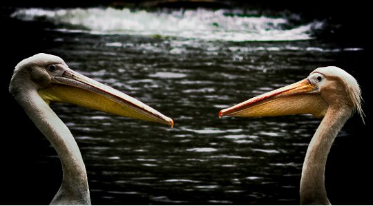 Relationships Can Help Us Grow: Changing Our Fight, Flight, or Freeze Response Relationships Can Help Us Grow: Changing Our Fight, Flight, or Freeze Response