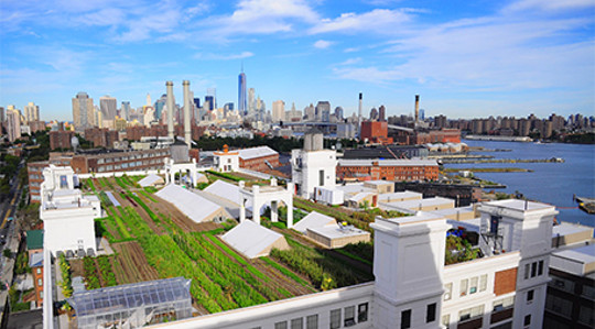 urban farming3 5 21