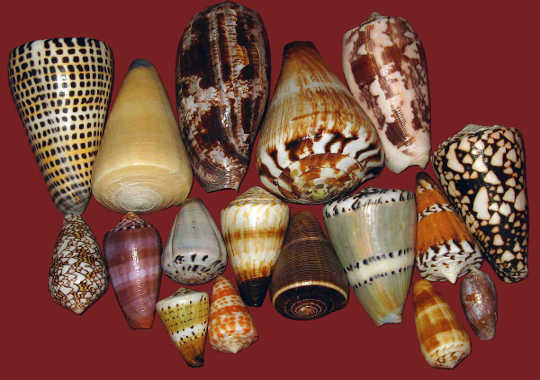 Shells Show That The Tropics Once Got Hot Enough To Kill