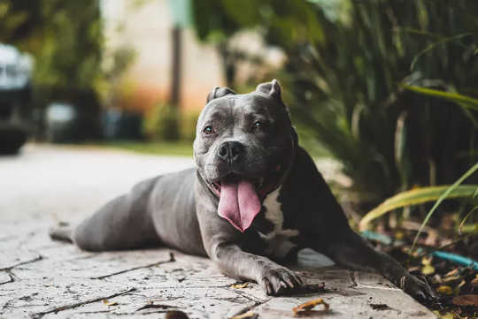 Are You Walking Your Dog Enough?