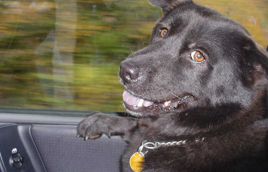 Angel the dog