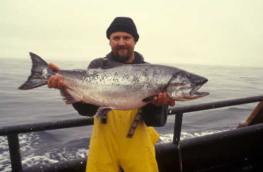 Salmon caught in the Pacific Ocean is a prize catch. (people do not eat enough fish and miss out on robust health benefits)