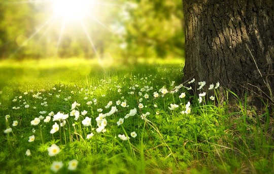Connecting to Nature and Discovering Plants that Speak