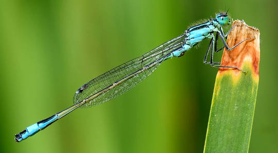 Spirit Touching Briefly into Form: Wisdom from a Damselfly