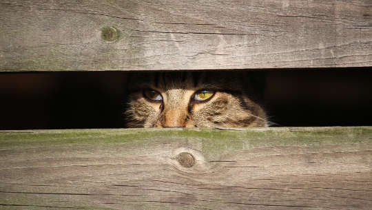Is Your Stress Affecting Your Pets and Those You Love?