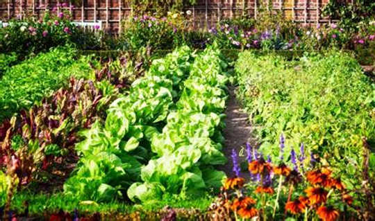 How Soil-building Farming Produces Healthier Food regerative gardening 3 9