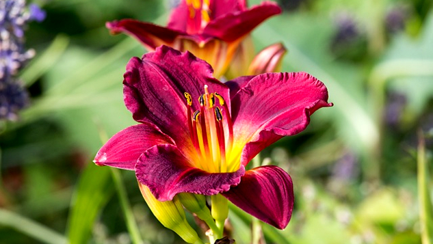 Being in Right Relationship with Plants vibrant red flour