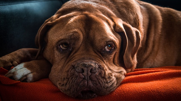 an old dog laying down
