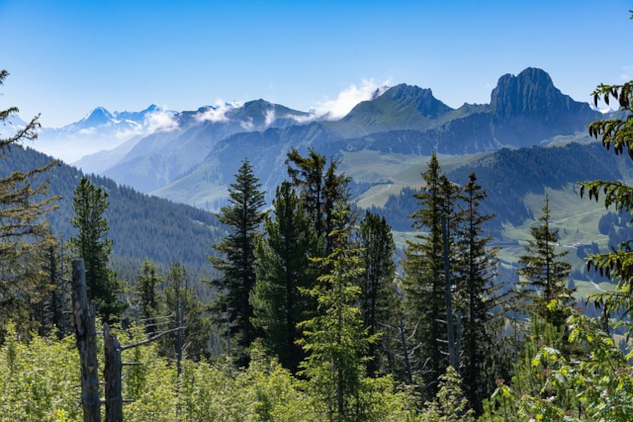 pne trees with the Rocky Mountains in the background