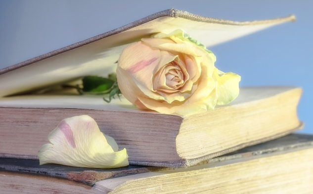a fresh yellow rose in the closed pages of an old book