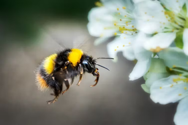 Be a Bee Ally: Why Early Spring Plants Matter v3k497ka