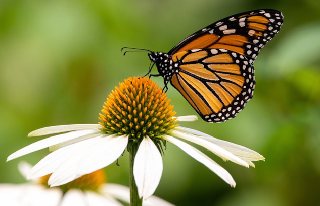 A monarch butterfly feeding on and pollinating a flower. 
