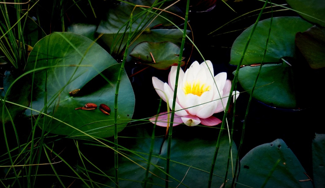 A beautiful white lotus flower.&nbsp;Image by Inge Hartmann from Pixabay.