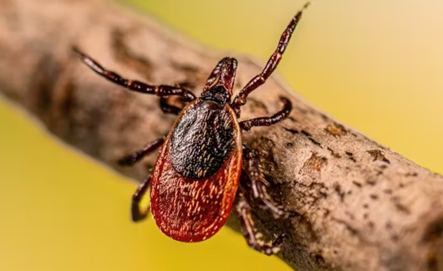 Ticks and Lyme Disease -- The Surprising Role Humans Play Ticks and Lyme Disease -- The Surprising Role Humans Play
