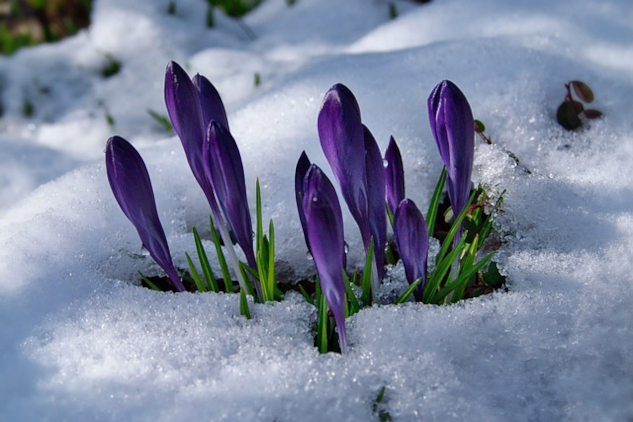 Image by Helga Kattinger from Pixabay.