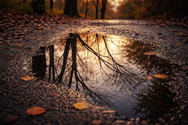 autumn trees reflected in a calm pool of water