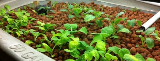 Aquaponics vs. Traditional Agriculture
